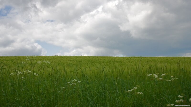 Green Wheat Field — Serene, Afternoon, Photograph, Clouds, Flowers