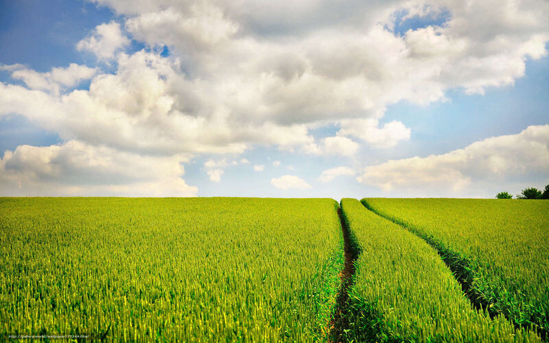 Green Wheat Field — Serene, Afternoon, Photograph, Clouds