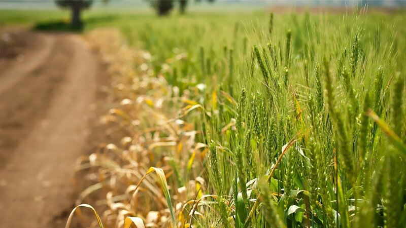 Green Wheat Field — Serene, Afternoon, Photograph, Dirt Road