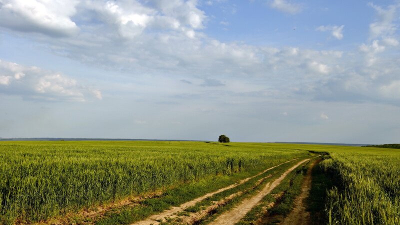 Green Wheat Field — Serene, Afternoon, Photograph, Dirt Road, Tree