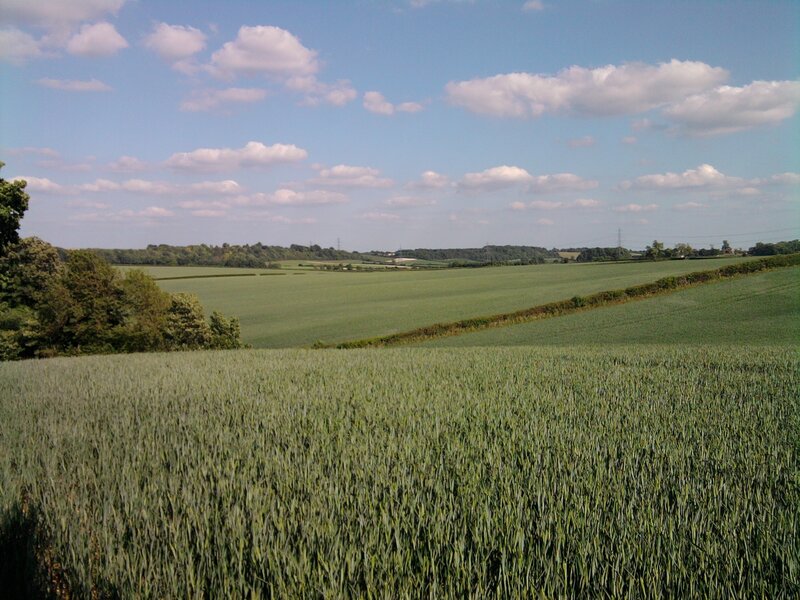 Green Wheat Field — Serene, Afternoon, Photograph, Fields