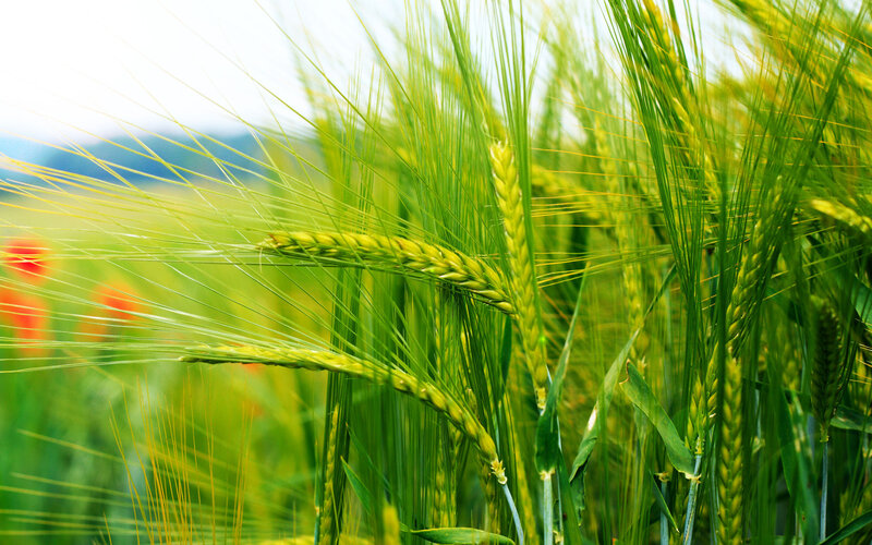 Green Wheat Field — Serene, Afternoon, Photograph, Grass