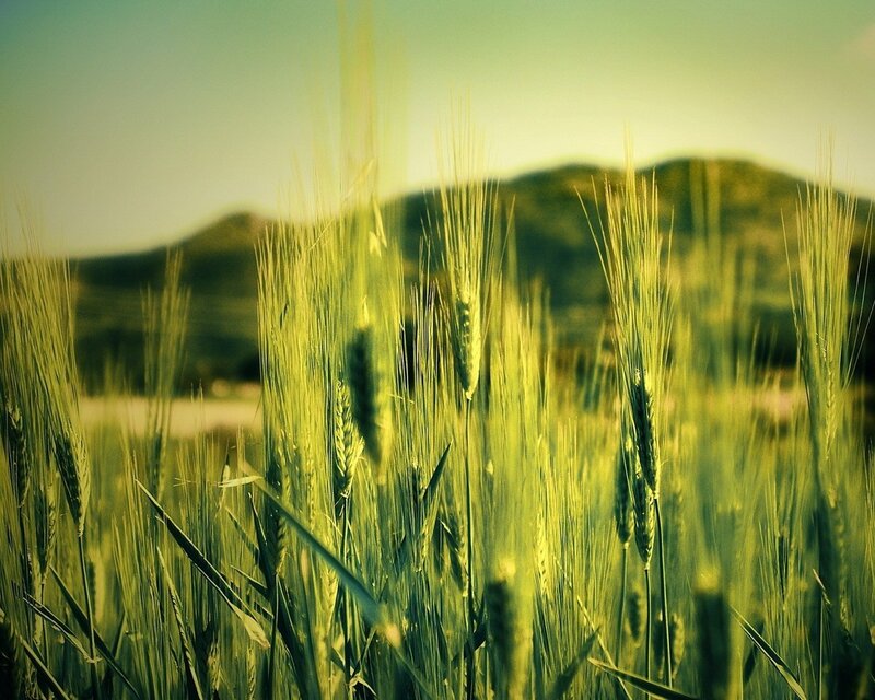 Green Wheat Field — Serene, Afternoon, Photograph, Mountains, Sky, Yellow