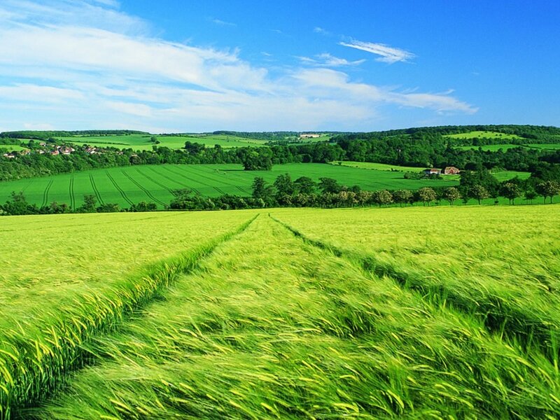 Green Wheat Field — Serene, Afternoon, Photograph, Rolling Hills, Trees, Sky