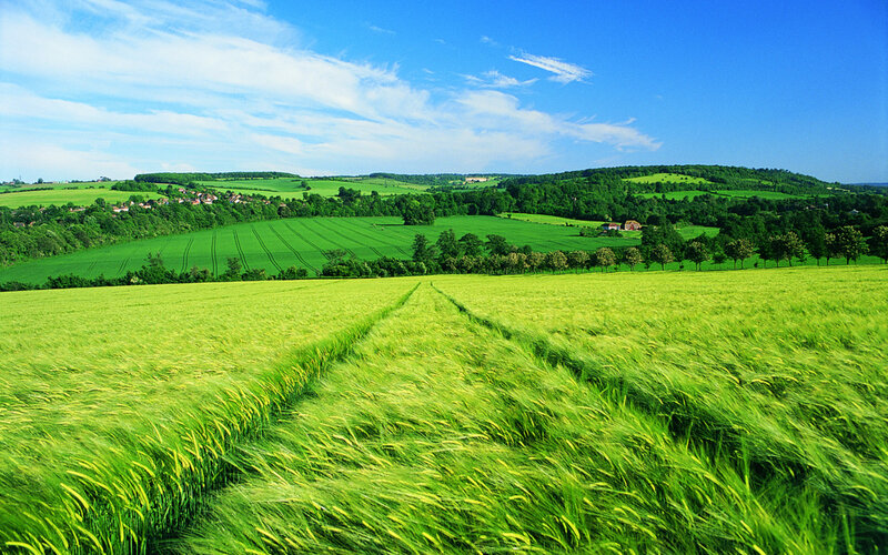 Green Wheat Field — Serene, Afternoon, Photograph, Rolling Hills, Trees, Village