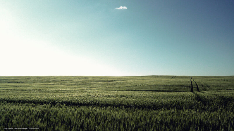 Green Wheat Field — Serene, Afternoon, Photograph, Sky, Cloud