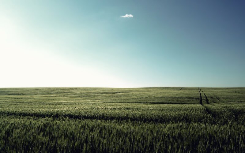 Green Wheat Field — Serene, Afternoon, Photograph, Sky, Cloud, Tire Tracks