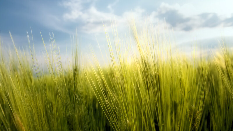 Green Wheat Field — Serene, Afternoon, Photograph, Sky, Clouds, Grass