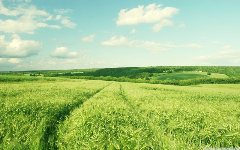 Green Wheat Field — Serene, Afternoon, Photograph, Sky, Clouds, Hills
