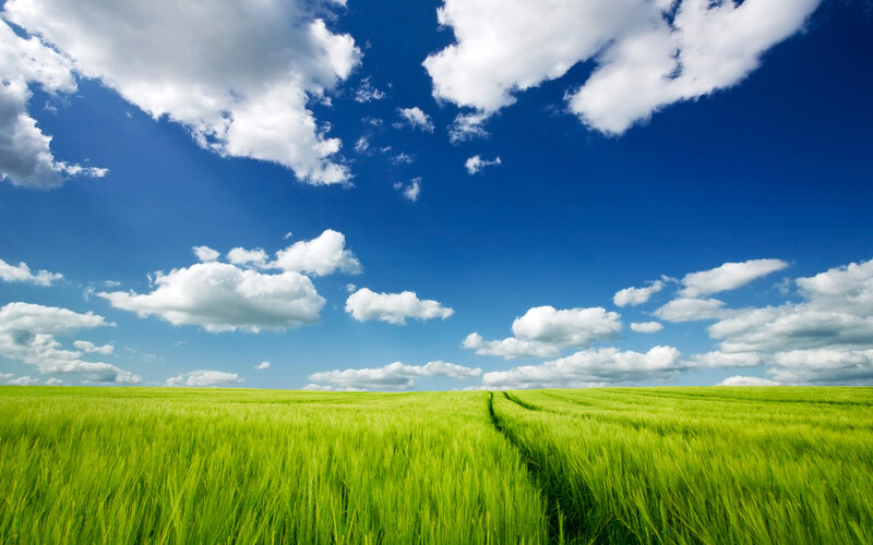 Green Wheat Field — Serene, Afternoon, Photograph, Sky, Clouds, Path