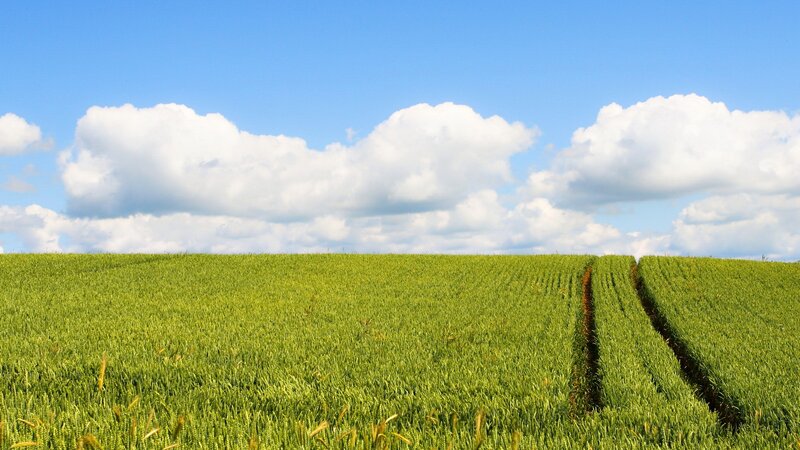 Green Wheat Field — Serene, Afternoon, Photograph, Sky, Clouds, Tire Tracks
