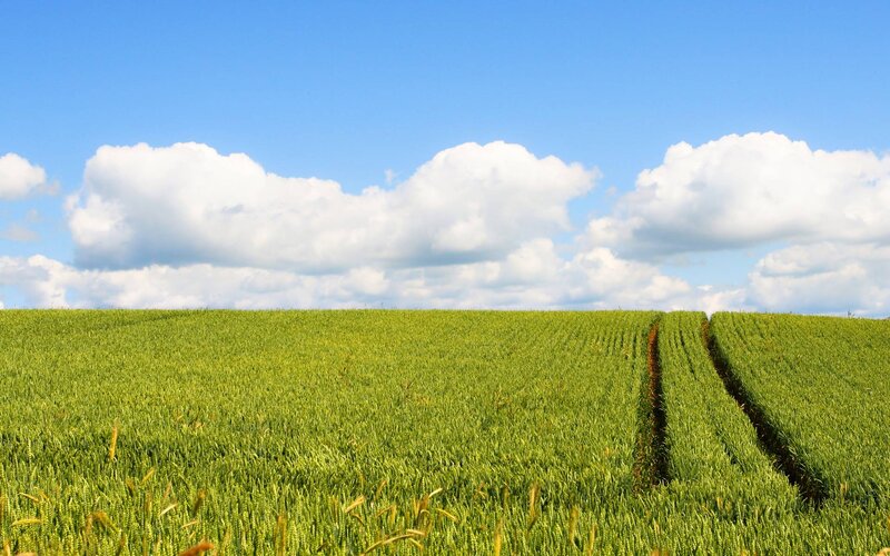 Green Wheat Field — Serene, Afternoon, Photograph, Sky, Clouds, Tractor Tracks