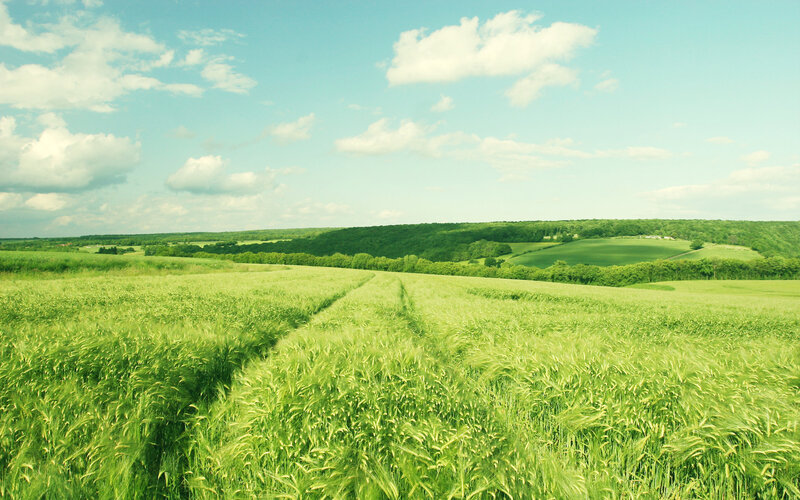 Green Wheat Field — Serene, Afternoon, Photograph, Sky, Clouds, Trees