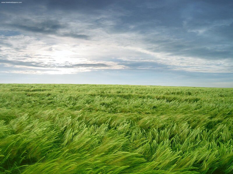 Green Wheat Field — Serene, Afternoon, Photograph, Sky, Clouds, Wind