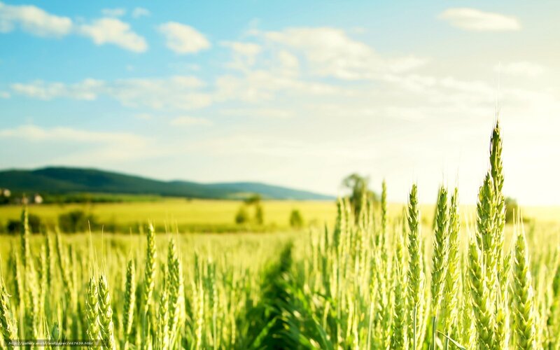 Green Wheat Field — Serene, Afternoon, Photograph, Sky, Hills