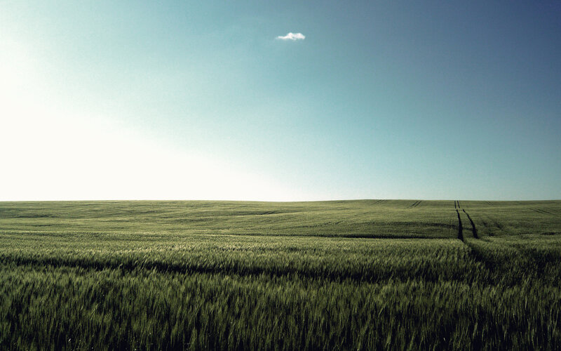 Green Wheat Field — Serene, Afternoon, Photograph, Sky