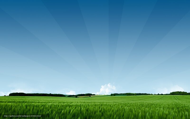 Green Wheat Field — Serene, Afternoon, Photograph, Sky, Trees, Clouds