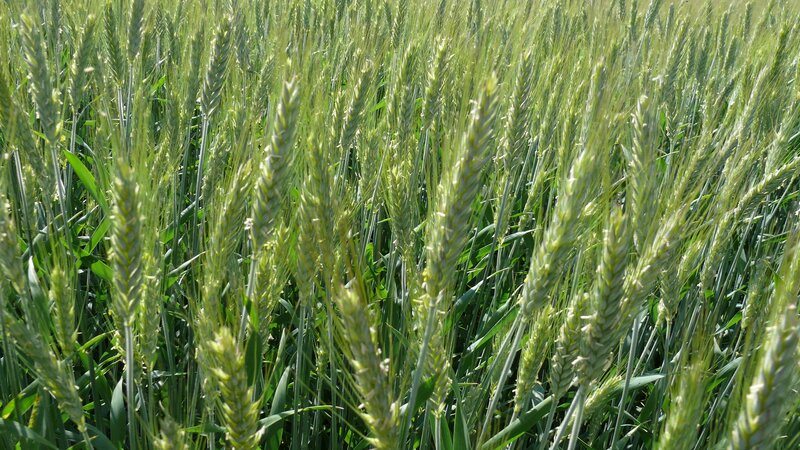 Green Wheat Field — Serene, Afternoon, Photograph, Stems