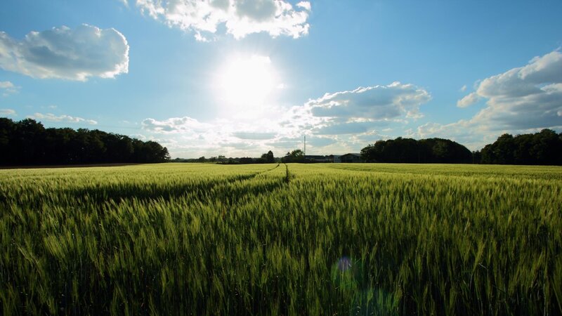 Green Wheat Field — Serene, Afternoon, Photograph, Sun, Clouds