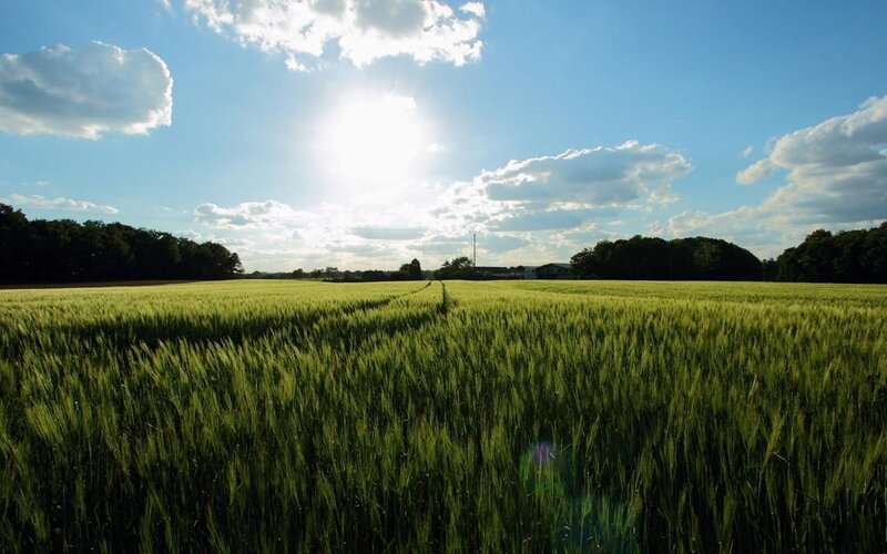 Green Wheat Field — Serene, Afternoon, Photograph, Sun