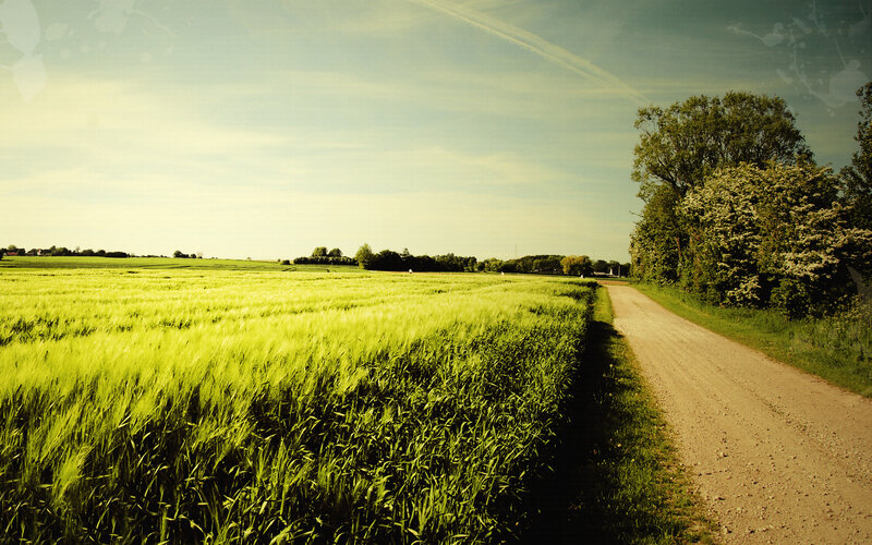 Green Wheat Field — Serene, Afternoon, Photograph