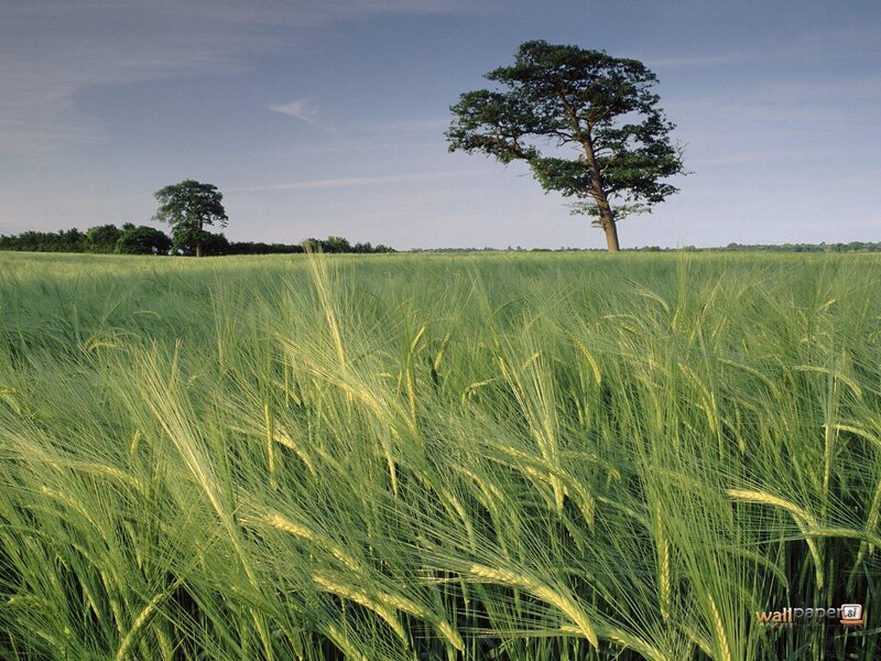 Green Wheat Field — Serene, Afternoon, Photograph, Tree