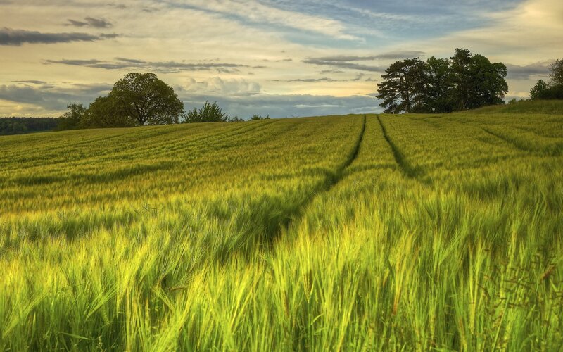 Green Wheat Field — Serene, Afternoon, Photograph, Trees, Sky, Clouds