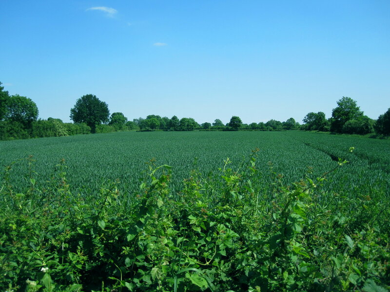Green Wheat Field — Serene, Afternoon, Photograph, Trees, Sky, Weeds