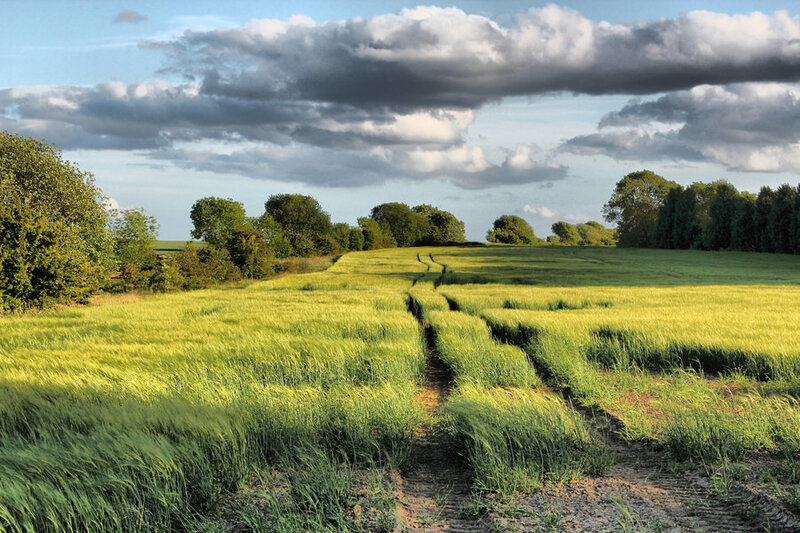 Green Wheat Field — Serene, Afternoon, Photograph, Trees