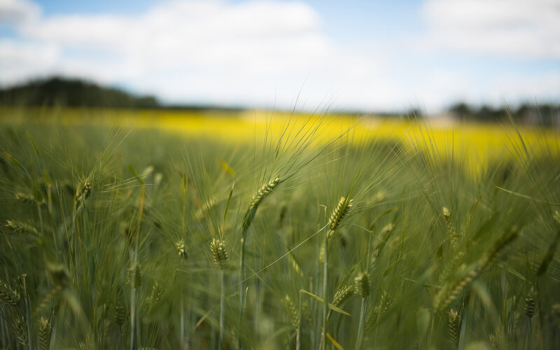 Green Wheat Field — Serene, Afternoon, Photograph, Yellow Flowers