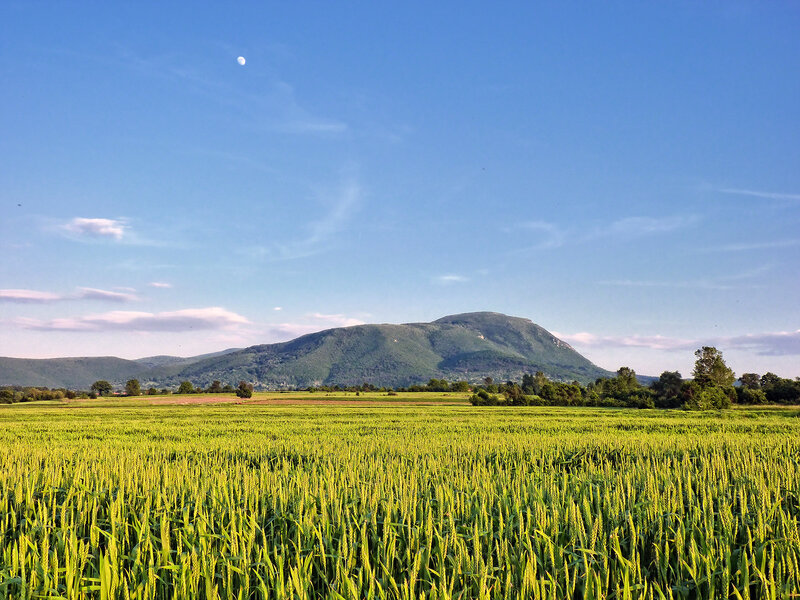 Green Wheat Field — Serene, Afternoon