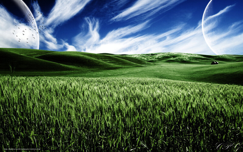 Green Wheat Field — Serene, Morning, Digital Art
