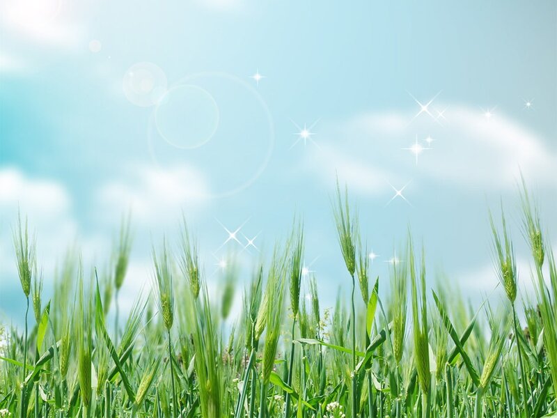 Green Wheat Field — Serene, Morning, Photograph, Sky