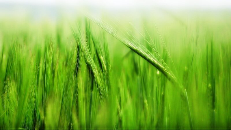 Green Wheat Field — Serene, Morning, Photograph