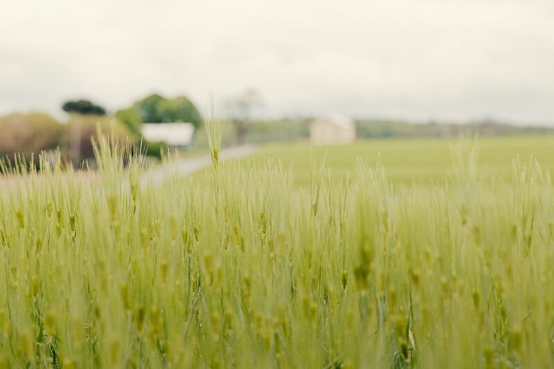 Green Wheat Field — Serene, Morning, Photograph, Trees, Building, Road