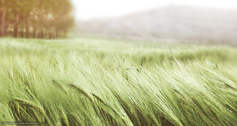 Green Wheat Field — Serene, Morning, Photograph, Trees