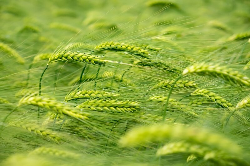 Green Wheat Field — Serene, Spring, Photograph