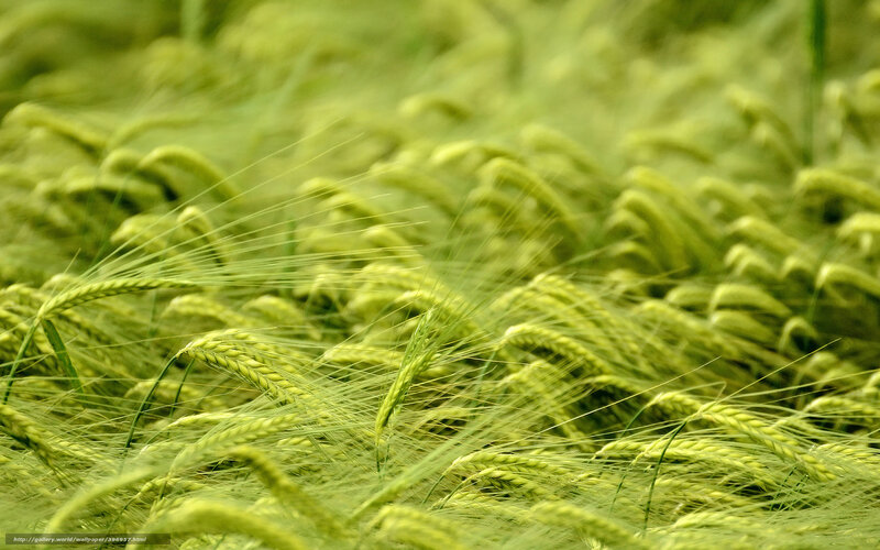 Green Wheat Field — Serene, Summer