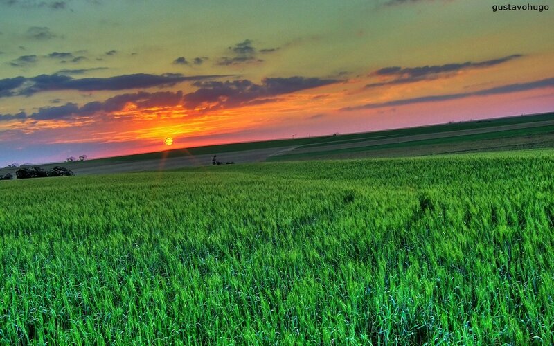 Green Wheat Field — Serene, Sunset, Photograph, Clouds, Orange, Purple