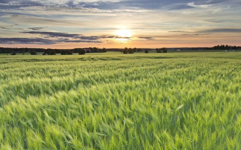 Green Wheat Field — Serene, Sunset, Photograph, Clouds