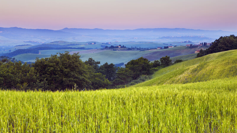 Green Wheat Field — Serene, Sunset, Photograph, Rolling Hills