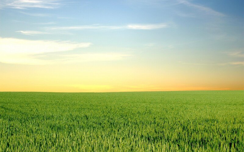 Green Wheat Field — Serene, Sunset, Photograph, Sky, Clouds