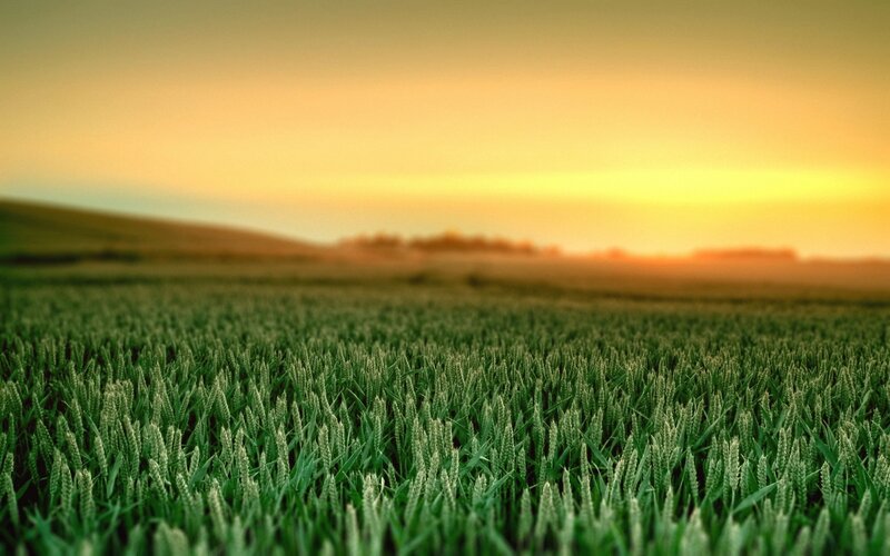 Green Wheat Field — Serene, Sunset, Photograph, Sky
