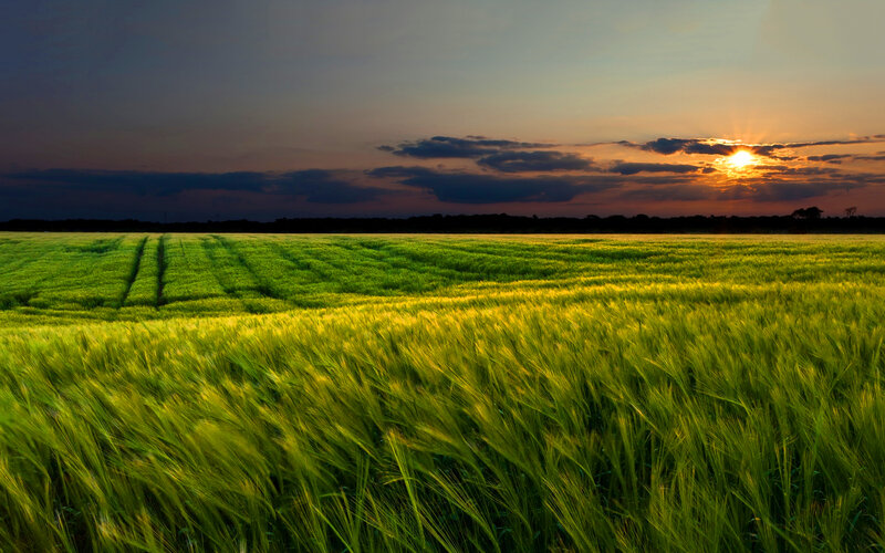 Green Wheat Field — Serene, Sunset, Photograph, Sun, Clouds
