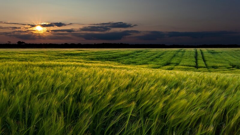 Green Wheat Field — Serene, Sunset, Photograph, Sun, Clouds, Trees