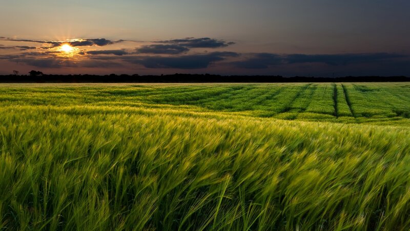 Green Wheat Field — Serene, Sunset, Photograph, Sun, Clouds, Trees, Yellow