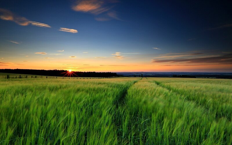 Green Wheat Field — Serene, Sunset, Photograph, Sun, Sky