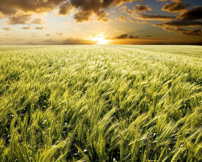 Green Wheat Field — Serene, Sunset, Photograph