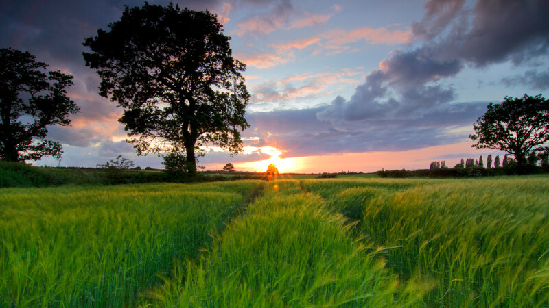 Green Wheat Field — Serene, Sunset, Photograph, Trees, Clouds