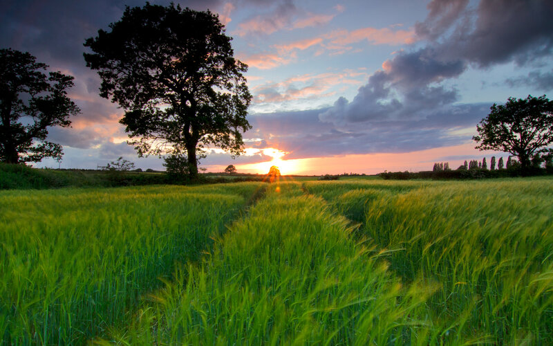 Green Wheat Field — Serene, Sunset, Photograph, Trees